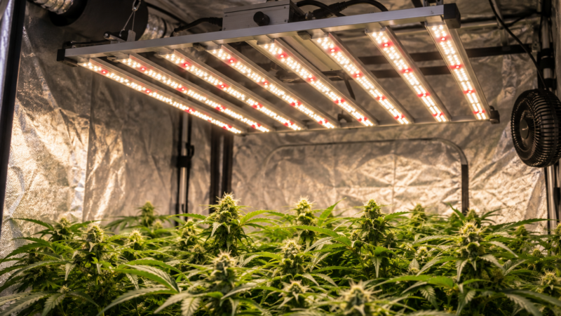 Quantum Barra Master Plants 240W LM301H: Vale a Pena? Review da PRO-LIGHT
