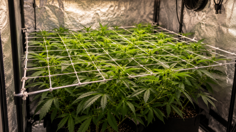 Rede Scrog LEDs INDOOR 120×120 Vale a Pena? Review Completo