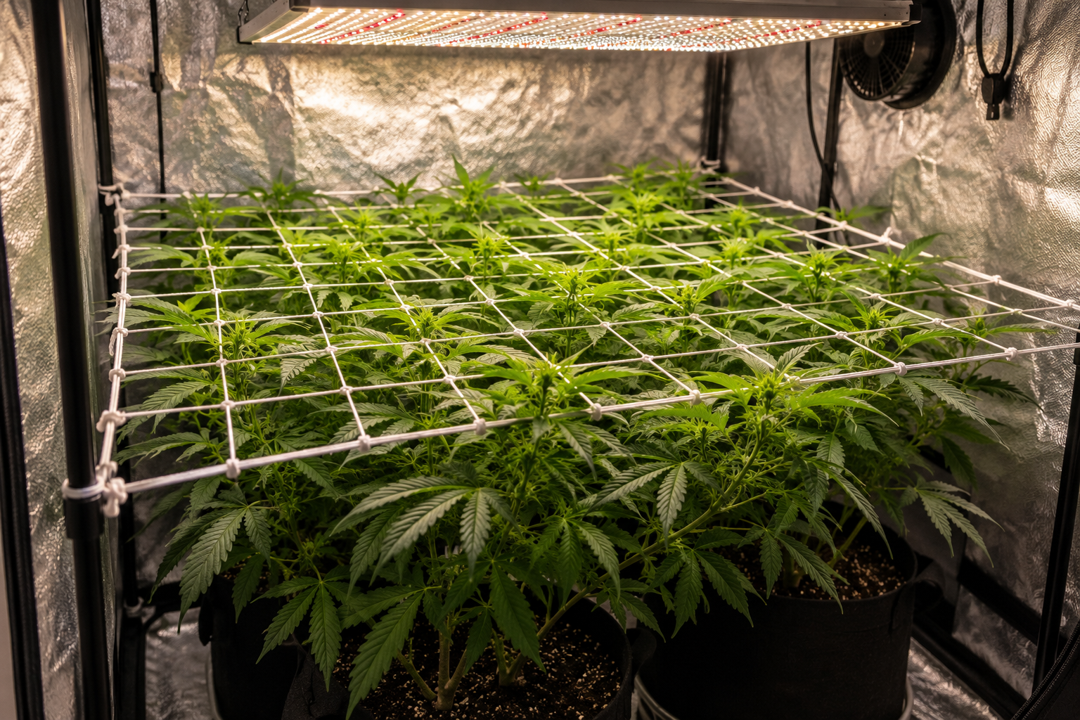 Rede Scrog LEDs INDOOR 120×120 Vale a Pena? Review Completo